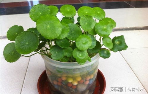 大水澆灌也不怕的綠色植物，做好五點，葉色油綠發(fā)亮——圓顆粒鉀肥助力